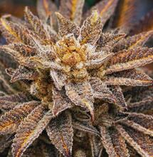 Marihuana może wspierać terapię uzależnień od narkotyków