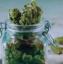 Marihuana nie prowadzi do twardych narkotyków. Badania z Japonii
