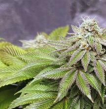 Marihuana nie zwiększa ryzyka zawału serca