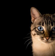Marihuana para Gatos: Todo lo que Necesitas Saber sobre el Catnip