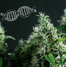 Marihuana w DNA