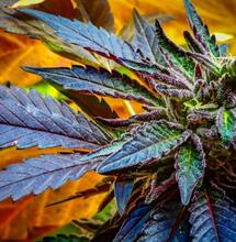 Marihuana zostaje na liście substancji zakazanych dla sportowców