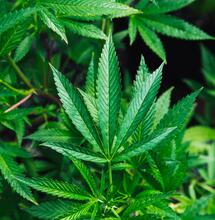 Cannabis grow found at train station