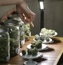 Niche insurance firms cover cannabis businesses