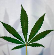 The NHS are set to test a cannabis product
