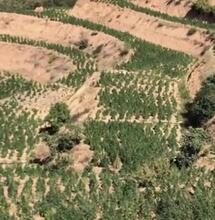 Maroc : des formations pour la culture du cannabis 