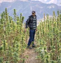 Maroc : 10 autorisations de transformation et de fabrication de produits à base de cannabis