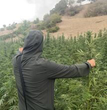 La récolte du cannabis au Maroc avec El Professeur