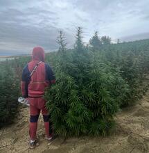 El Professeur nous présente sa plantation au Maroc