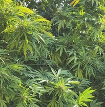 67 produits à base de cannabis autorisés au Maroc