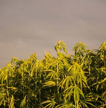 Maroko sklidilo stovky tun konopí v první legální úrodě