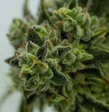 Maximizando el Rendimiento: Cultivar Marihuana con 20 Horas de Luz