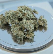 marihuana z lékárny