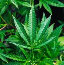 Klinische Studien zu medizinischem Cannabis gegen Schmerzen angekündigt