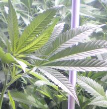 Maroc : trois nouveaux médicaments contre l'épilepsie