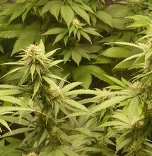 La culture du cannabis médical autorisée en France