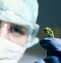 Cannabis medica italiana, la carica dei 101 (kg)