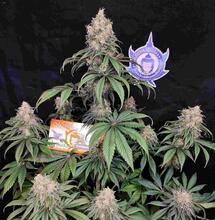 Las mejores cepas marihuana para conciliar el sueño 