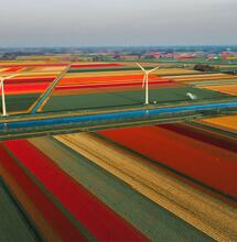 Medizinisches Cannabis in den Niederlanden meist ohne Rezept