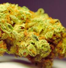 Medyczna marihuana pomaga w zespole Tourette'a