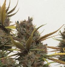 Quelle est la meilleure période de l’année pour cultiver du cannabis ?