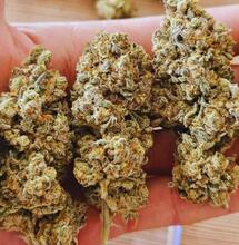 Melonade Runtz od Dutch Passion