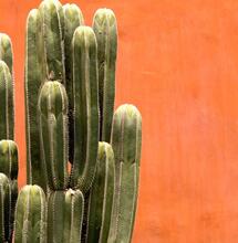 Mexique : le cannabis déjà légalisé à Oaxaca