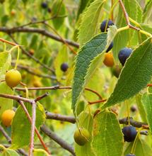 L’autre plante du mois : le micocoulier, un cousin méconnu du cannabis
