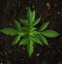 Microbioma y sustrato del cannabis.