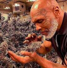 Mike Tyson: z boxerské ikony propagátorem konopí