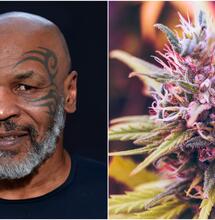 Mike Tyson cannabis industry.