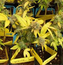 Cultivo de mini plantas de cannabis en espacio reducido