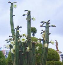 Mistyczny San Pedro