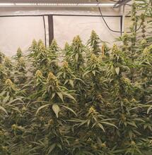 Modellprojekte: Frage & Antwort zur Konsumcannabis-Forschung