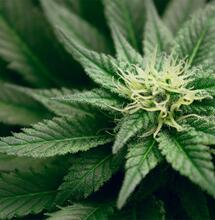 Bundes-Drogenbeauftragter befürwortet Cannabis-Modellprojekte