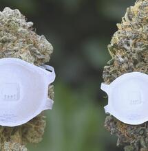 Cannabisbeurs GROWLANDS uitgesteld naar 2021