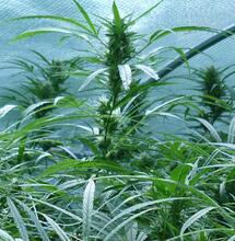 Des monster plants en région Rhöne-Alpes