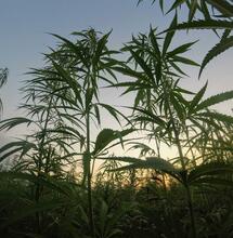 More than $8 million to fund the US hemp industry