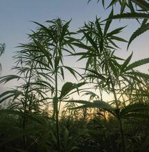 Morocco's Local Cannabis Variety Exhibits Strong Chemical Stability