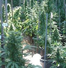 Cinco variedades autoflorecientes para cultivar en verano