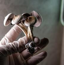 Boris Johnson to consider rescheduling "Magic Mushrooms" for medical research.
