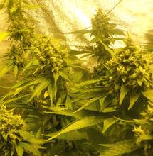  Une nouvelle étude sur le cannabis et la musique