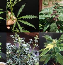 Les mutations ou la perpétuelle évolution du cannabis