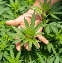 Můžete si vypěstovat vlastní léčebné konopí?