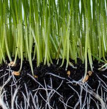 Mykorhiza – přátelské podhoubí pro lepší úrodu