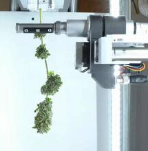 Intelligenza artificiale per tagliare la cannabis: l’esperienza di Bloom Automation