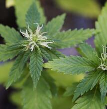 Les 22 recommandations de NORML France pour la légalisation du cannabis