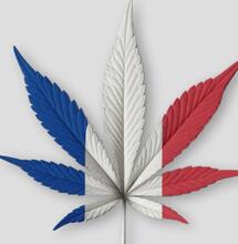 NORML France propose de légaliser le cannabis en 2025