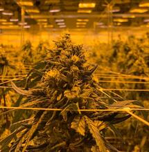 Na co wydawać pieniądze z podatków od marihuany?