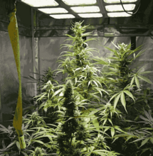 9 Top Tips to Consider When Growing Autos Indoors